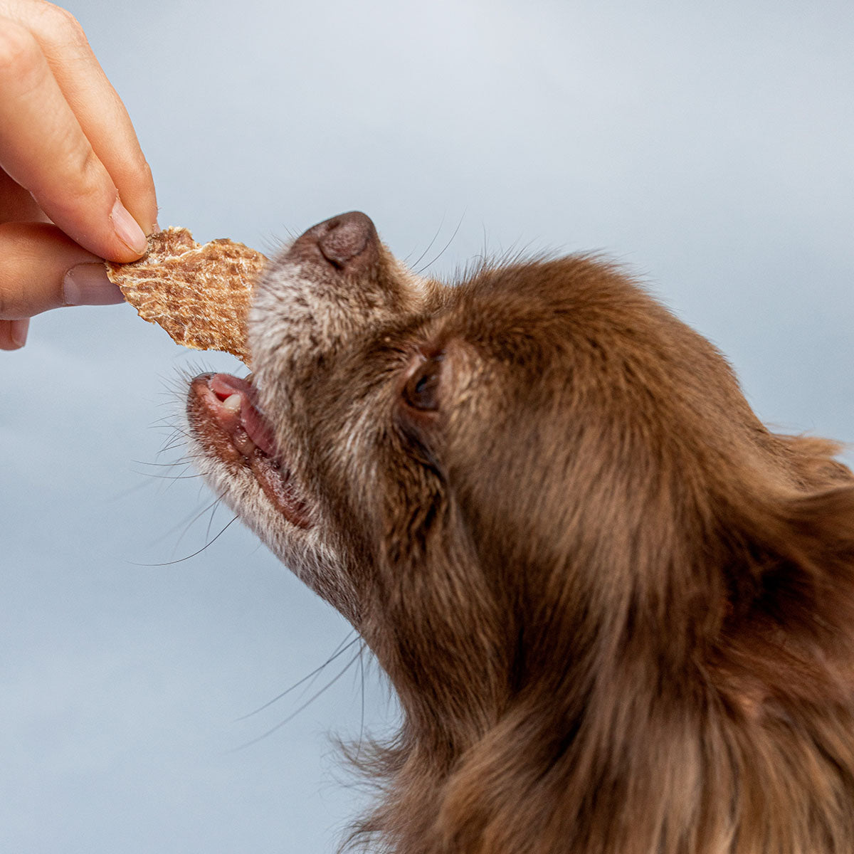 snacks desidratados 100% naturais