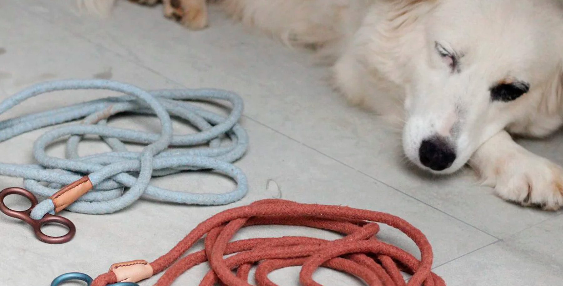 PET FRIDAY 374